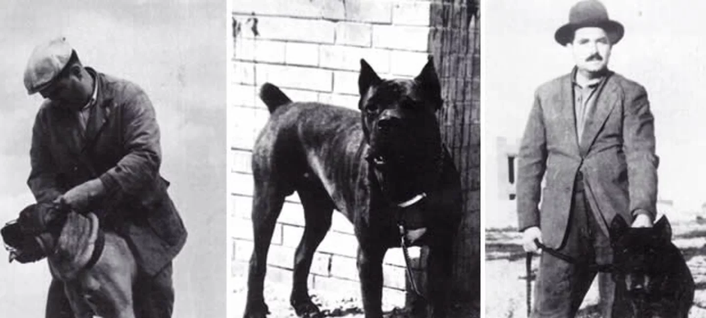 Histoire technique du cane corso italiano Soci t Centrale Canine